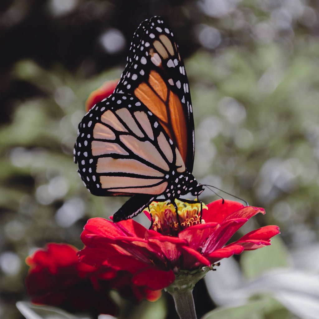 🦋 Why Butterflies Matter: Protecting Beauty by Planting for Pollinators