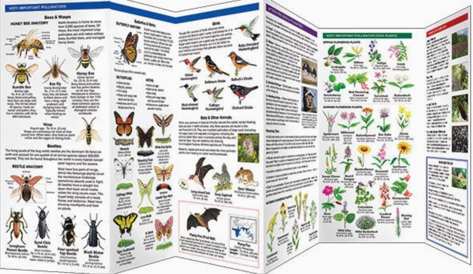 Butterfly Information Guides