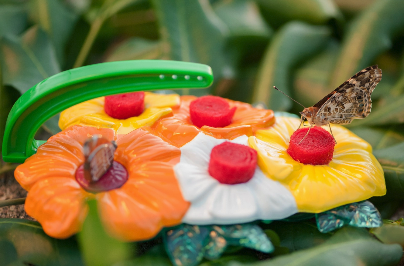 Children's Butterfly Feeder