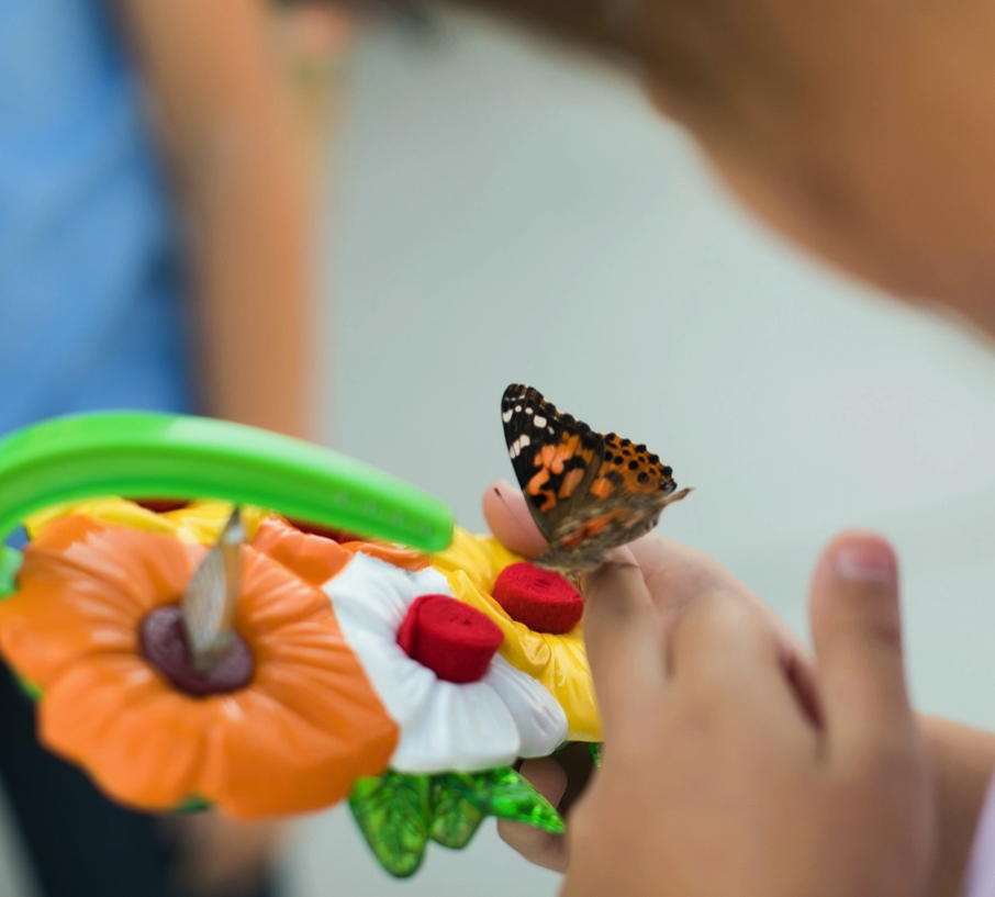Children's Butterfly Feeder